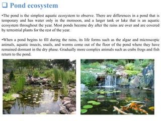 •The pond is the simplest aquatic ecosystem to observe. There are differences in a pond that is
temporary and has water only in the monsoon, and a larger tank or lake that is an aquatic
ecosystem throughout the year. Most ponds become dry after the rains are over and are covered
by terrestrial plants for the rest of the year.
•When a pond begins to fill during the rains, its life forms such as the algae and microscopic
animals, aquatic insects, snails, and worms come out of the floor of the pond where they have
remained dormant in the dry phase. Gradually more complex animals such as crabs frogs and fish
return to the pond.
 Pond ecosystem
 