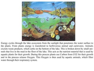 Energy cycles through the lake ecosystem from the sunlight that penetrates the water surface to
the plants. From plants energy is transferred to herbivorous animal and carnivores. Animals
excrete waste products, which settle on the bottom of the lake. This is broken down by small ani-
mals that live in the mud in the floor of the lake. This acts as the nutrient material that is used by
aquatic plants for their growth. During this process plants use Carbon from CO2 for their growth
and in the process release Oxygen. This Oxygen is then used by aquatic animals, which filter
water through their respiratory system.
 