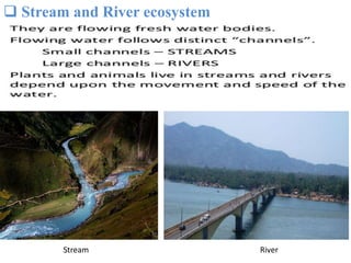  Stream and River ecosystem
Stream River
 
