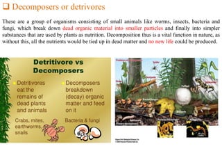  Decomposers or detrivores
These are a group of organisms consisting of small animals like worms, insects, bacteria and
fungi, which break down dead organic material into smaller particles and finally into simpler
substances that are used by plants as nutrition. Decomposition thus is a vital function in nature, as
without this, all the nutrients would be tied up in dead matter and no new life could be produced.
 