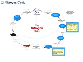  Nitrogen Cycle
 