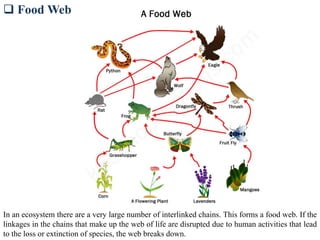  Food Web
In an ecosystem there are a very large number of interlinked chains. This forms a food web. If the
linkages in the chains that make up the web of life are disrupted due to human activities that lead
to the loss or extinction of species, the web breaks down.
 