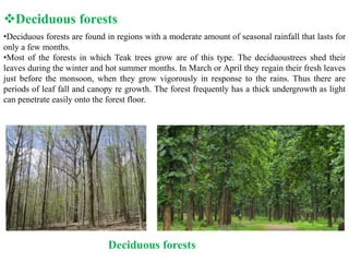 •Deciduous forests are found in regions with a moderate amount of seasonal rainfall that lasts for
only a few months.
•Most of the forests in which Teak trees grow are of this type. The deciduoustrees shed their
leaves during the winter and hot summer months. In March or April they regain their fresh leaves
just before the monsoon, when they grow vigorously in response to the rains. Thus there are
periods of leaf fall and canopy re growth. The forest frequently has a thick undergrowth as light
can penetrate easily onto the forest floor.
Deciduous forests
Deciduous forests
 