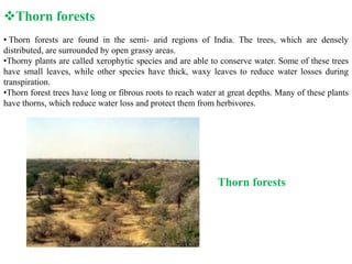 • Thorn forests are found in the semi- arid regions of India. The trees, which are densely
distributed, are surrounded by open grassy areas.
•Thorny plants are called xerophytic species and are able to conserve water. Some of these trees
have small leaves, while other species have thick, waxy leaves to reduce water losses during
transpiration.
•Thorn forest trees have long or fibrous roots to reach water at great depths. Many of these plants
have thorns, which reduce water loss and protect them from herbivores.
Thorn forests
Thorn forests
 