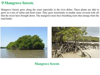Mangrove forests grow along the coast especially in the river deltas. These plants are able to
grow in a mix of saline and fresh water. They grow luxuriantly in muddy areas covered with silt
that the rivers have brought down. The mangrove trees have breathing roots that emerge from the
mud banks.
Mangrove forests
Mangrove forests
 