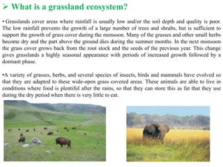  What is a grassland ecosystem?
• Grasslands cover areas where rainfall is usually low and/or the soil depth and quality is poor.
The low rainfall prevents the growth of a large number of trees and shrubs, but is sufficient to
support the growth of grass cover during the monsoon. Many of the grasses and other small herbs
become dry and the part above the ground dies during the summer months. In the next monsoon
the grass cover grows back from the root stock and the seeds of the previous year. This change
gives grasslands a highly seasonal appearance with periods of increased growth followed by a
dormant phase.
•A variety of grasses, herbs, and several species of insects, birds and mammals have evolved so
that they are adapted to these wide-open grass covered areas. These animals are able to live in
conditions where food is plentiful after the rains, so that they can store this as fat that they use
during the dry period when there is very little to eat.
 