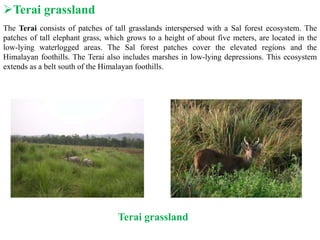 Terai grassland
The Terai consists of patches of tall grasslands interspersed with a Sal forest ecosystem. The
patches of tall elephant grass, which grows to a height of about five meters, are located in the
low-lying waterlogged areas. The Sal forest patches cover the elevated regions and the
Himalayan foothills. The Terai also includes marshes in low-lying depressions. This ecosystem
extends as a belt south of the Himalayan foothills.
Terai grassland
 