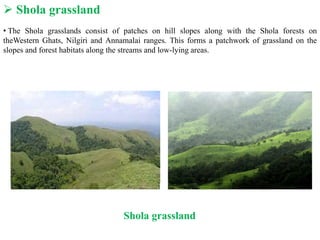  Shola grassland
• The Shola grasslands consist of patches on hill slopes along with the Shola forests on
theWestern Ghats, Nilgiri and Annamalai ranges. This forms a patchwork of grassland on the
slopes and forest habitats along the streams and low-lying areas.
Shola grassland
 