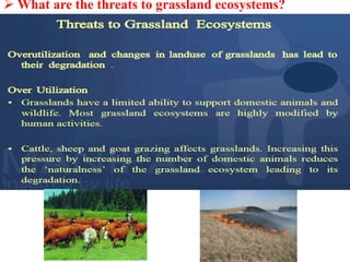  What are the threats to grassland ecosystems?
 