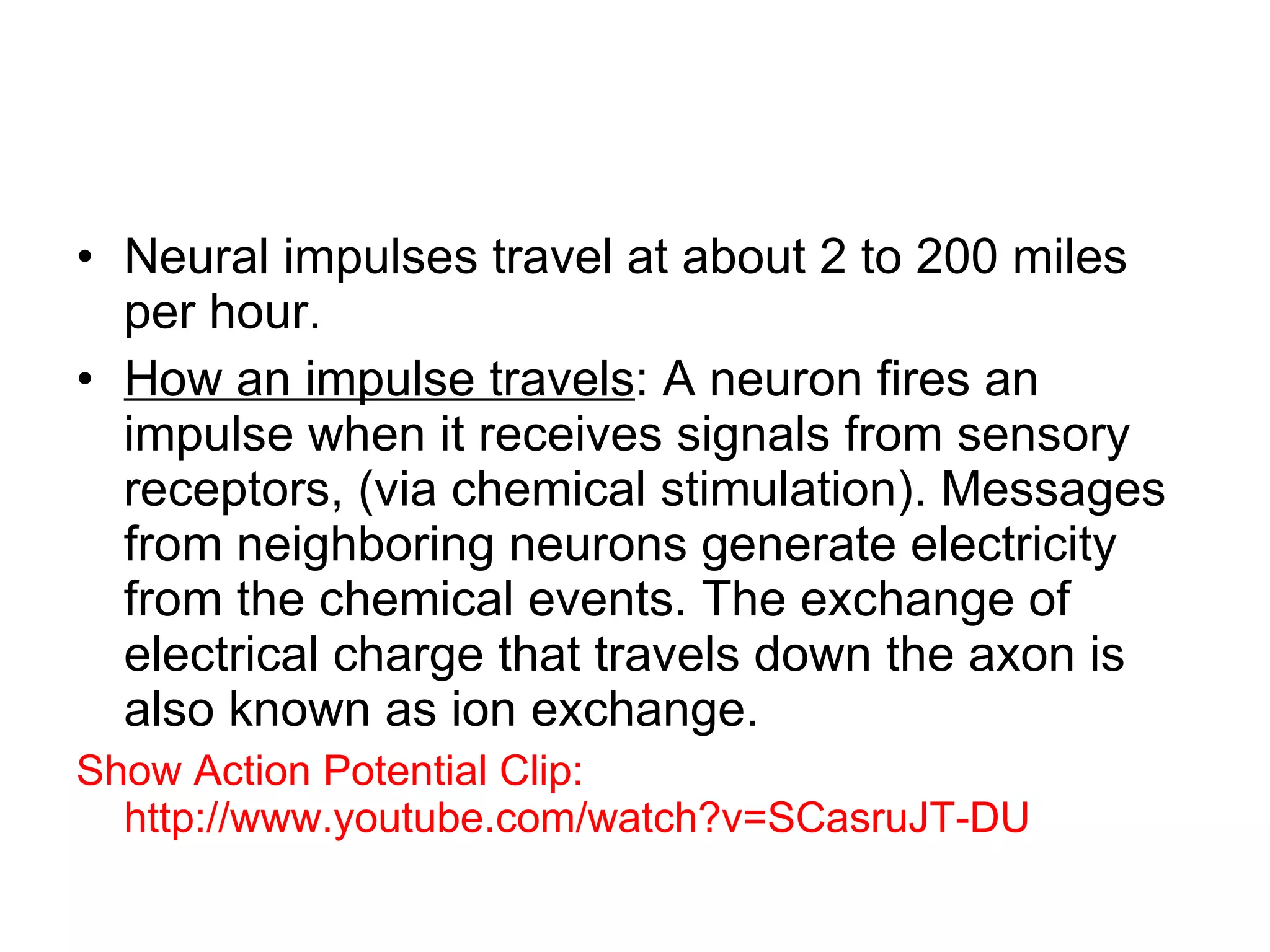 Neural impulses travel at about 2 to 200 miles per hour. How an impulse travels : A neuron fires an impulse when it receives signals from sensory receptors, (via chemical stimulation). Messages from neighboring neurons generate electricity from the chemical events. The exchange of electrical charge that travels down the axon is also known as ion exchange. Show Action Potential Clip:  http://www.youtube.com/watch?v=SCasruJT-DU 