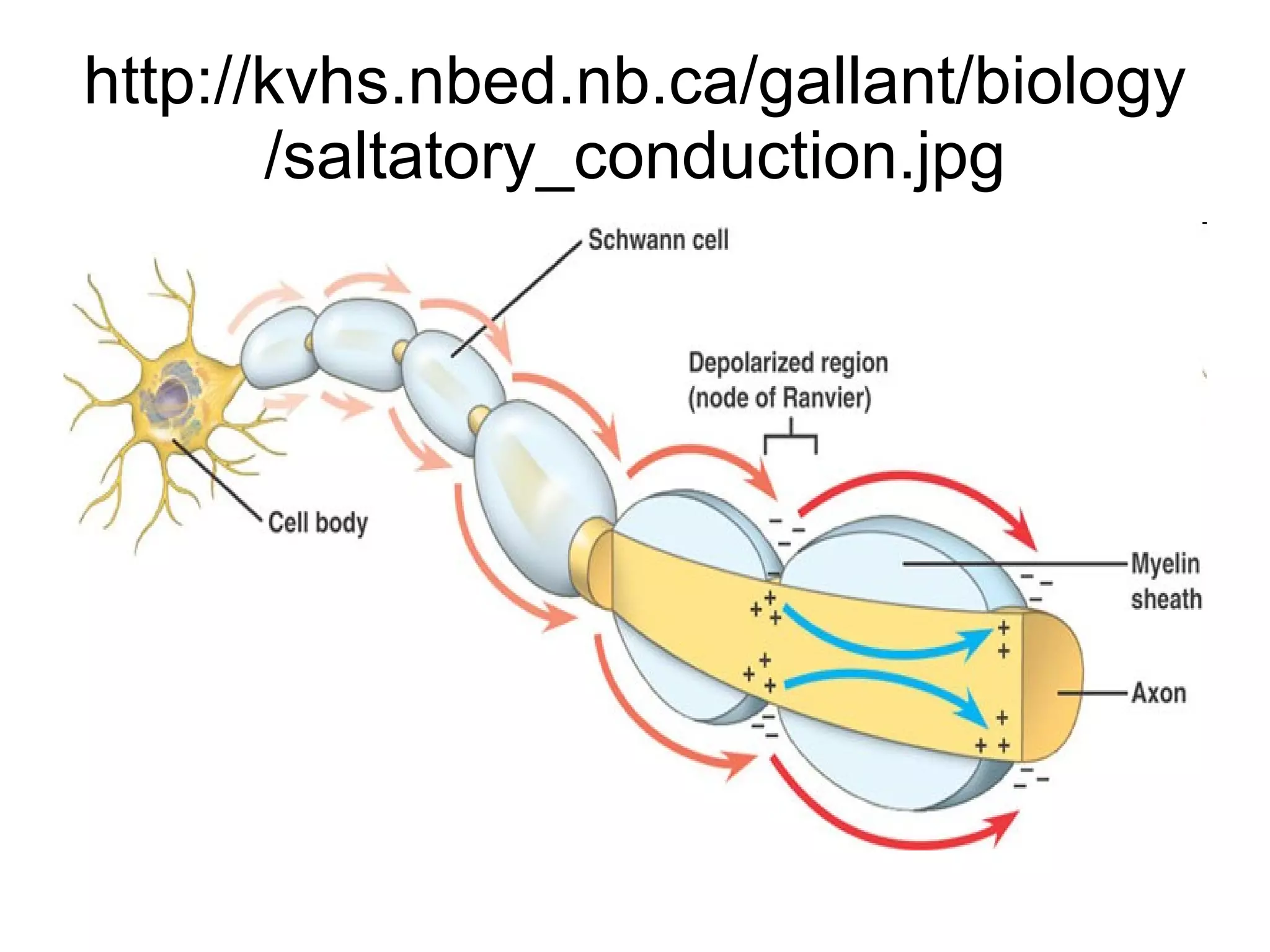 http://kvhs.nbed.nb.ca/gallant/biology/saltatory_conduction.jpg 