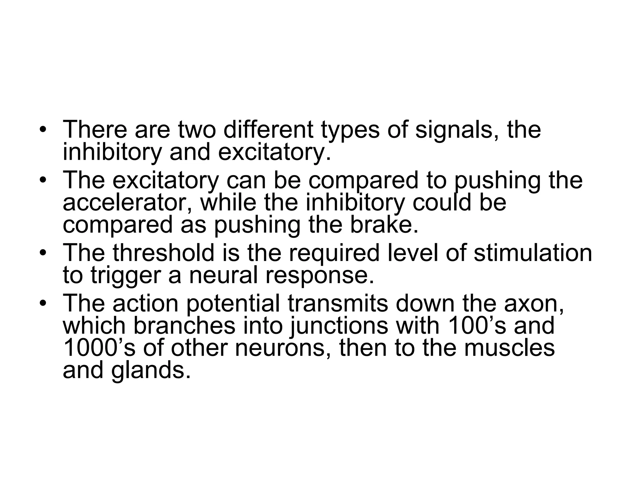 There are two different types of signals, the inhibitory and excitatory. The excitatory can be compared to pushing the accelerator, while the inhibitory could be compared as pushing the brake. The threshold is the required level of stimulation to trigger a neural response. The action potential transmits down the axon, which branches into junctions with 100’s and 1000’s of other neurons, then to the muscles and glands. 
