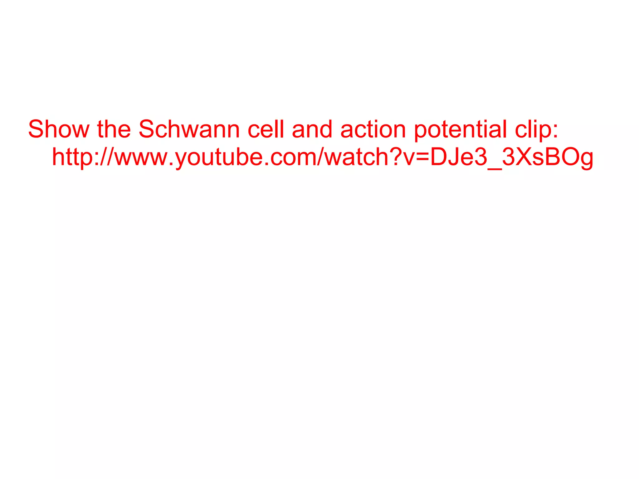 Show the Schwann cell and action potential clip:  http://www.youtube.com/watch?v=DJe3_3XsBOg 