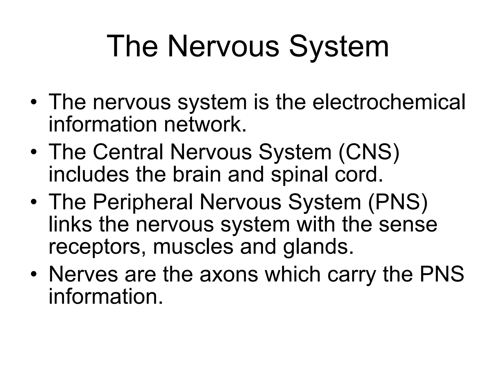 The Nervous System The nervous system is the electrochemical information network. The Central Nervous System (CNS) includes the brain and spinal cord. The Peripheral Nervous System (PNS) links the nervous system with the sense receptors, muscles and glands. Nerves are the axons which carry the PNS information. 