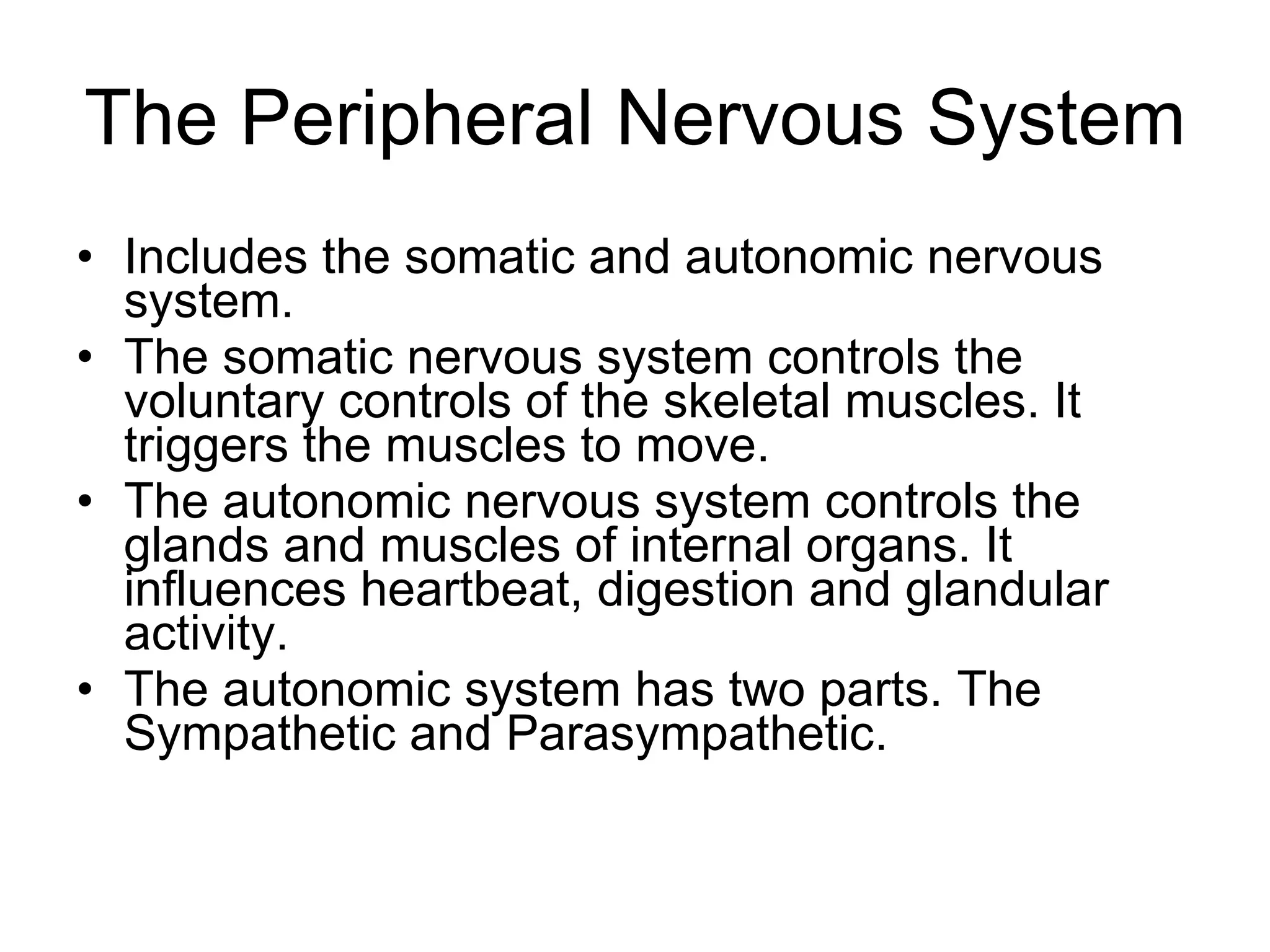 The Peripheral Nervous System Includes the somatic and autonomic nervous system. The somatic nervous system controls the voluntary controls of the skeletal muscles. It triggers the muscles to move. The autonomic nervous system controls the glands and muscles of internal organs. It influences heartbeat, digestion and glandular activity. The autonomic system has two parts. The Sympathetic and Parasympathetic. 