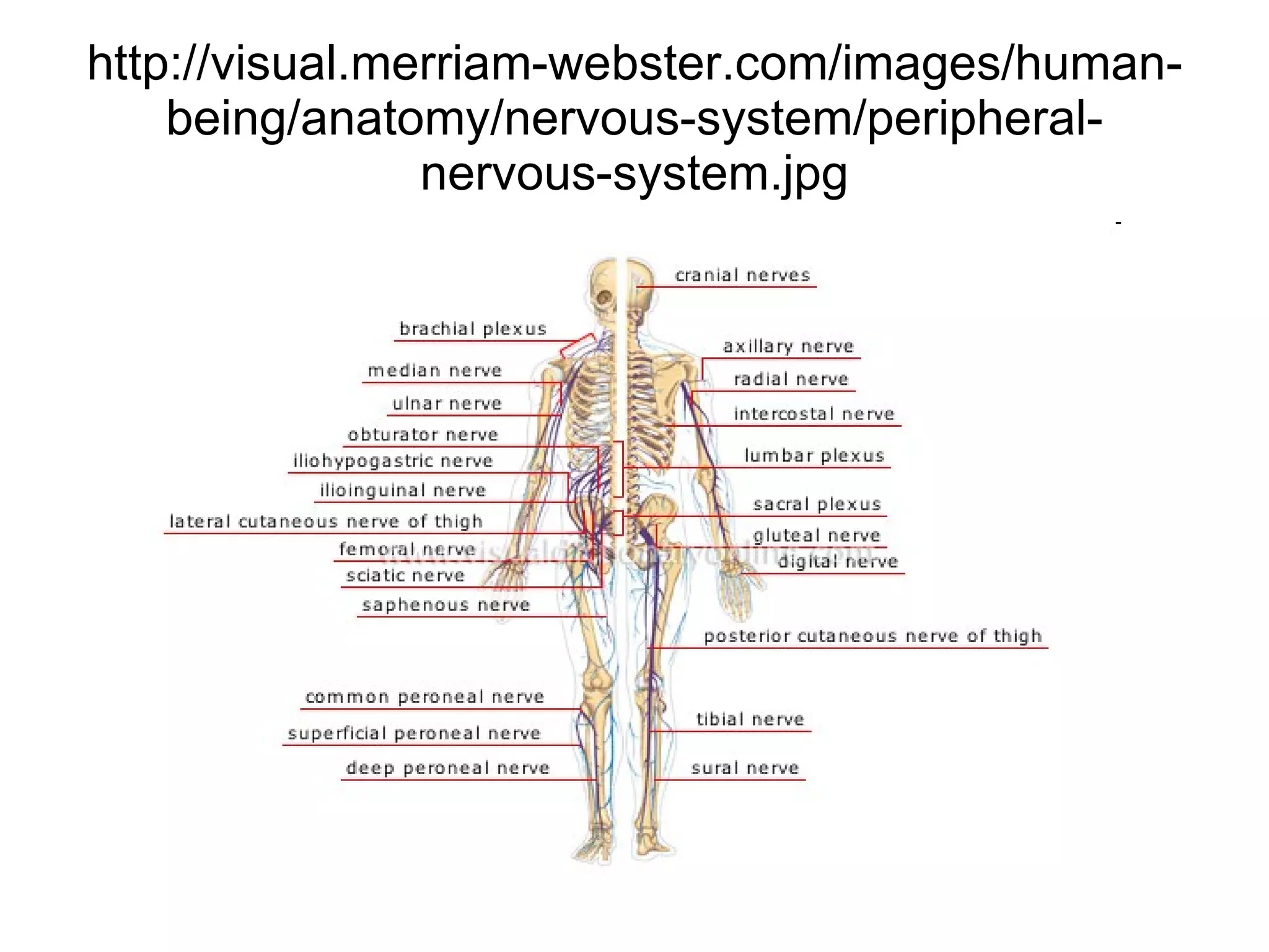 http://visual.merriam-webster.com/images/human-being/anatomy/nervous-system/peripheral-nervous-system.jpg 