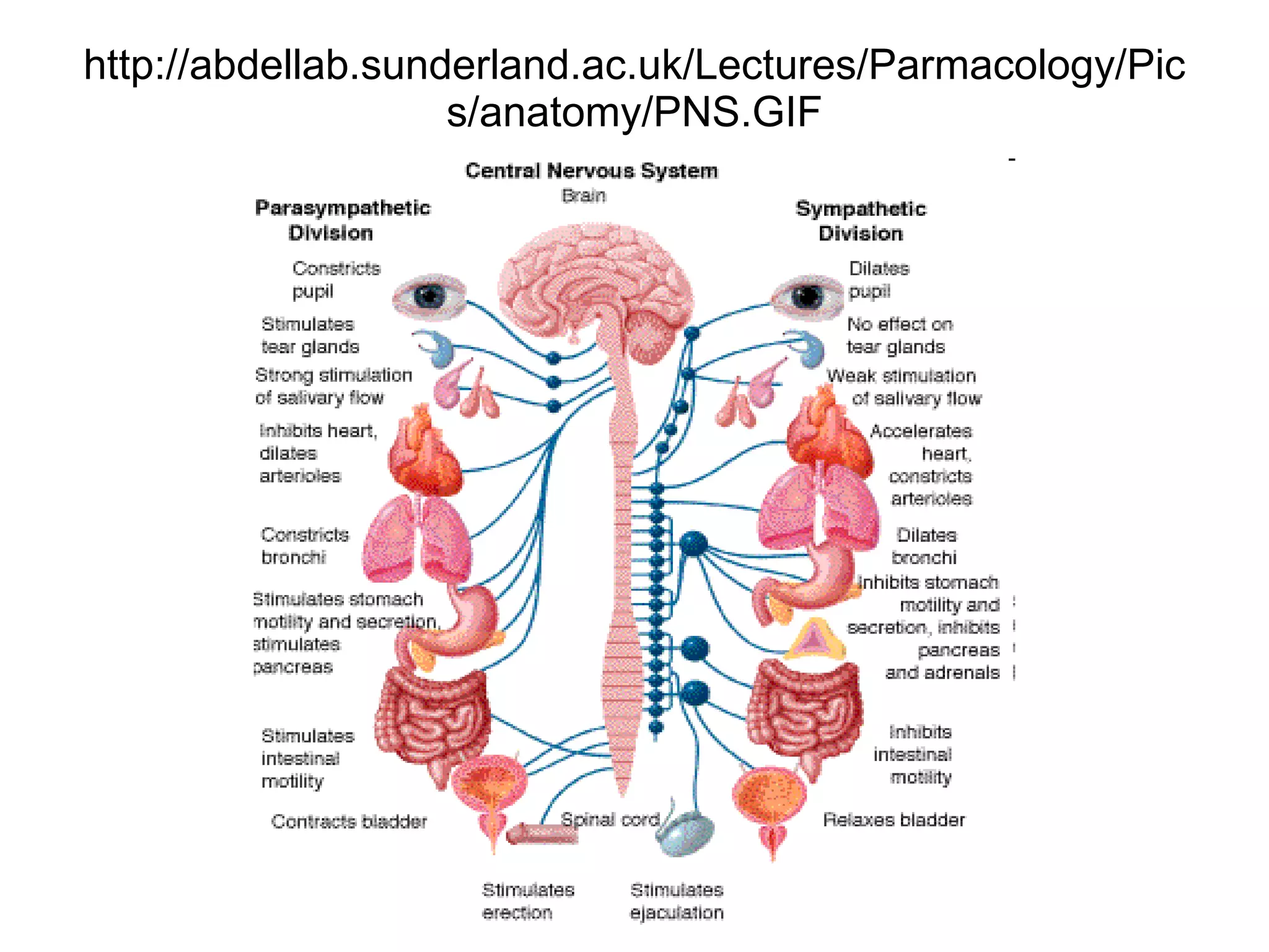 http://abdellab.sunderland.ac.uk/Lectures/Parmacology/Pics/anatomy/PNS.GIF 