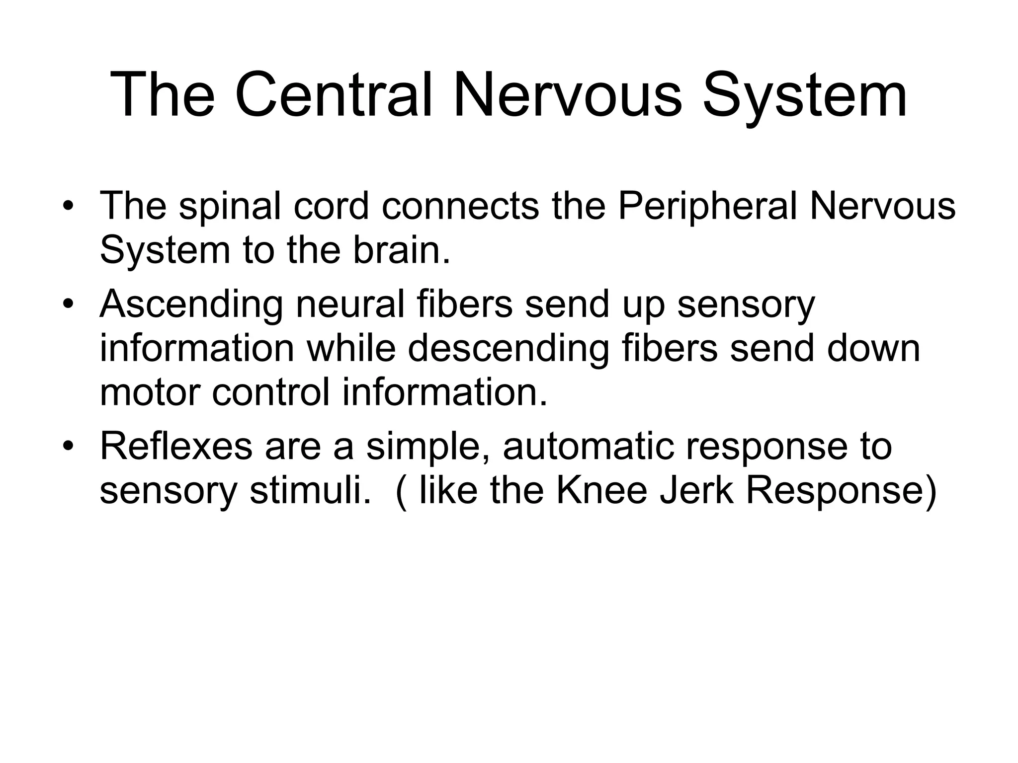 The Central Nervous System The spinal cord connects the Peripheral Nervous System to the brain. Ascending neural fibers send up sensory information while descending fibers send down motor control information. Reflexes are a simple, automatic response to sensory stimuli.  ( like the Knee Jerk Response) 