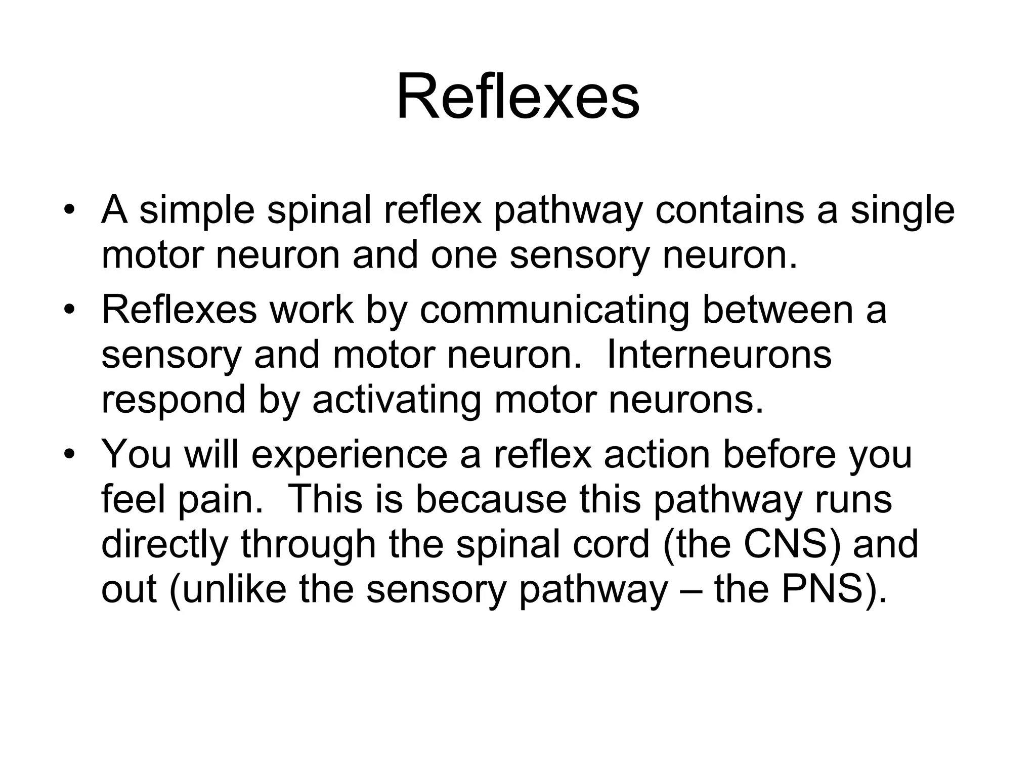 Reflexes A simple spinal reflex pathway contains a single motor neuron and one sensory neuron. Reflexes work by communicating between a sensory and motor neuron.  Interneurons respond by activating motor neurons.  You will experience a reflex action before you feel pain.  This is because this pathway runs directly through the spinal cord (the CNS) and out (unlike the sensory pathway – the PNS). 