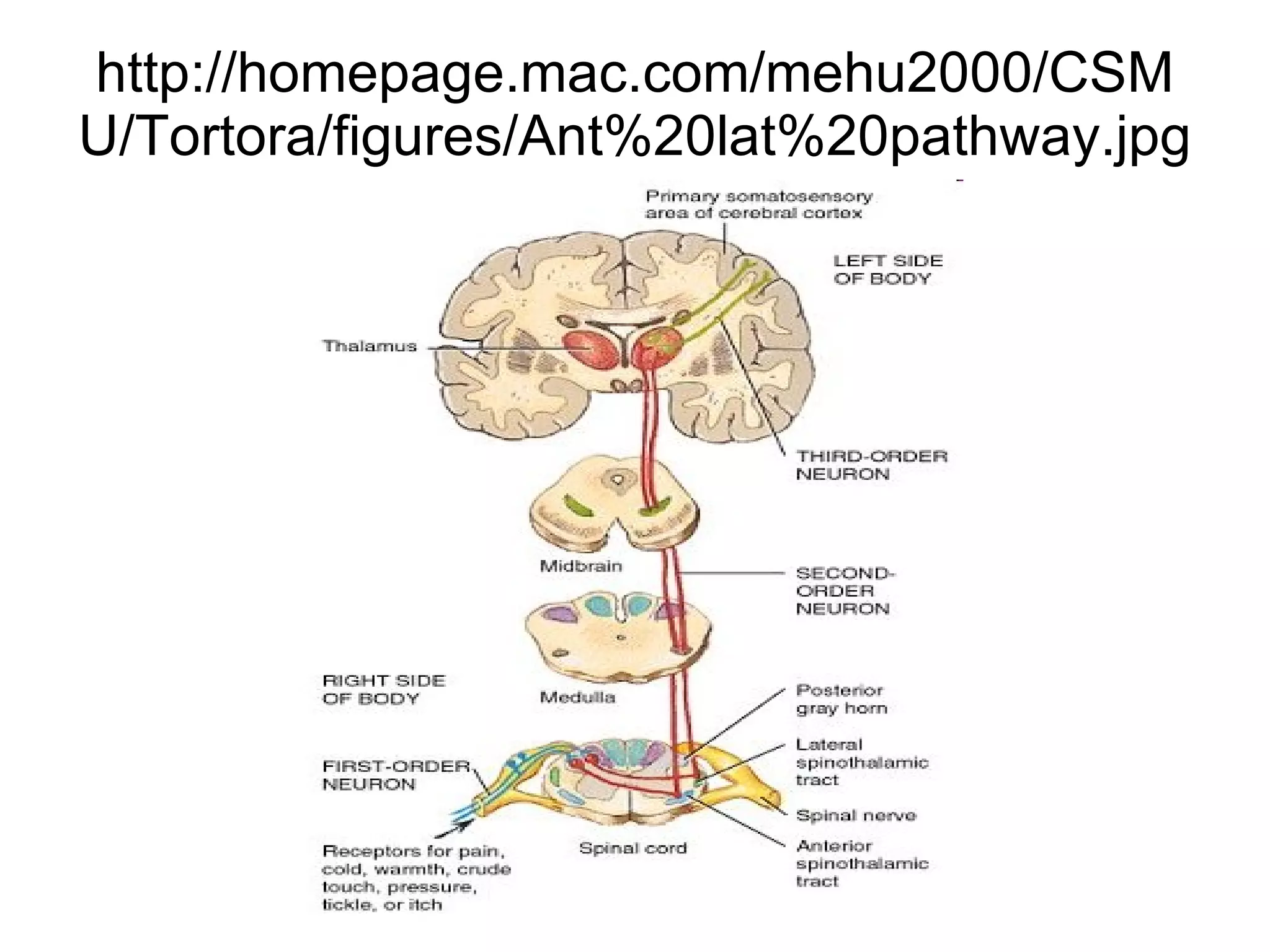 http://homepage.mac.com/mehu2000/CSMU/Tortora/figures/Ant%20lat%20pathway.jpg 