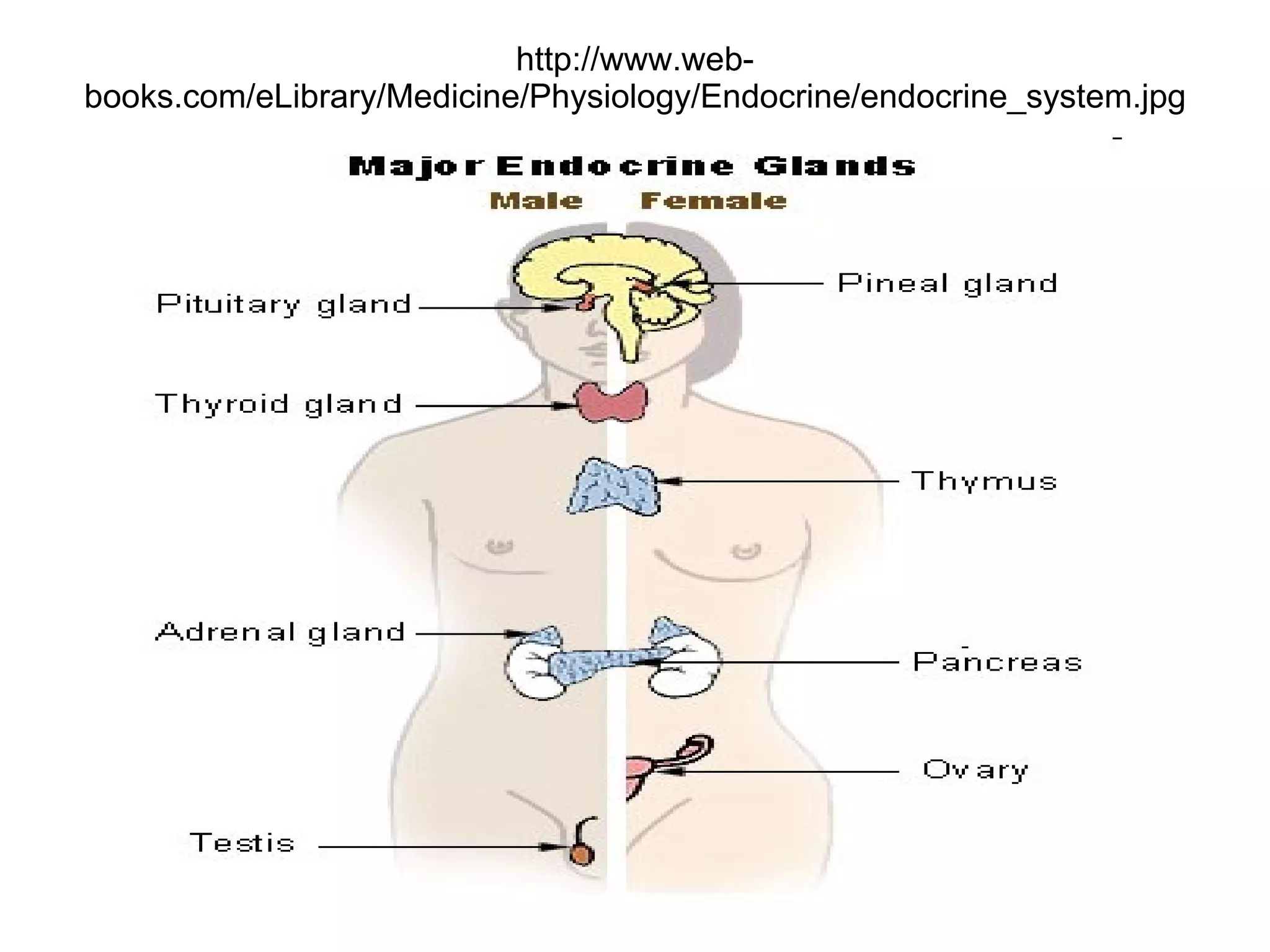 http://www.web-books.com/eLibrary/Medicine/Physiology/Endocrine/endocrine_system.jpg 