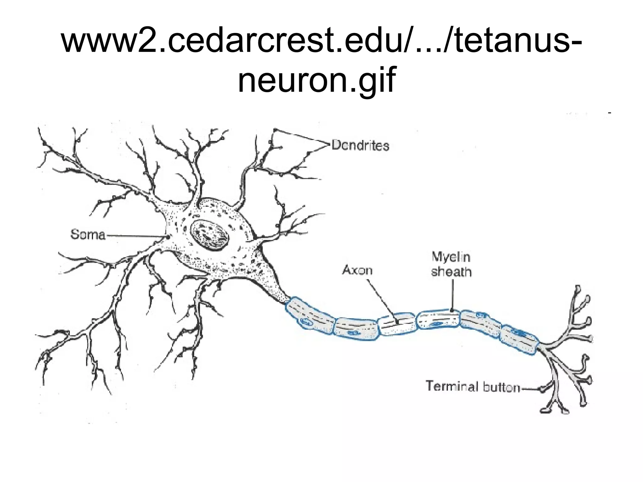 www2.cedarcrest.edu/.../tetanus-neuron.gif  