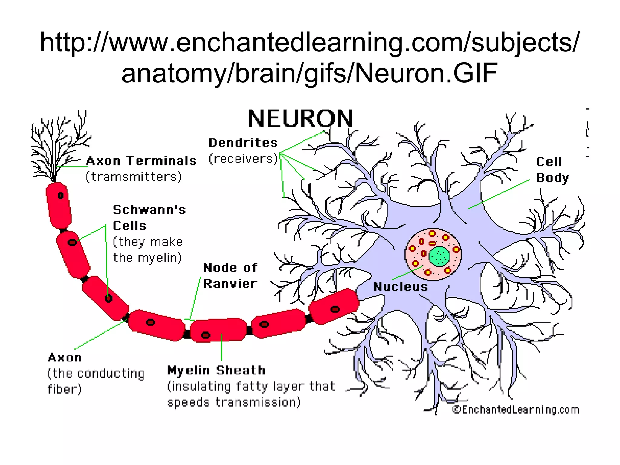 http://www.enchantedlearning.com/subjects/anatomy/brain/gifs/Neuron.GIF 