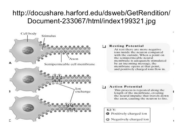 Module 3 neural and hormonal systems