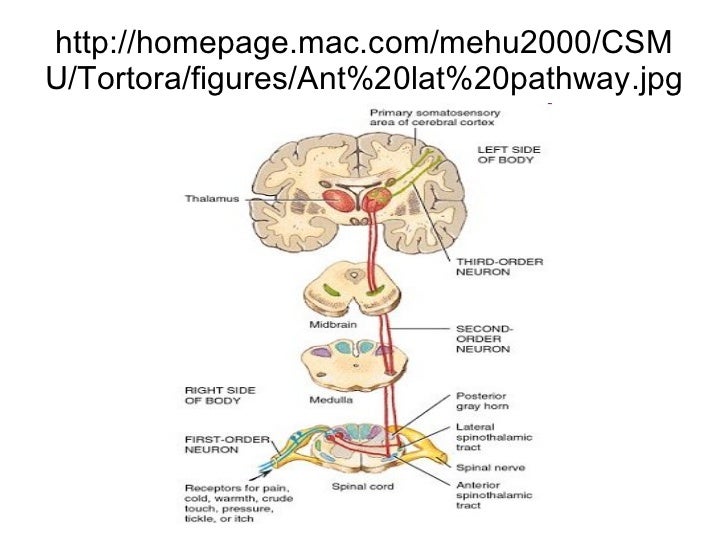 Module 3 neural and hormonal systems