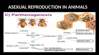 Kinner Reproduction MODULE 3_ Reproduction and its different type.pptx