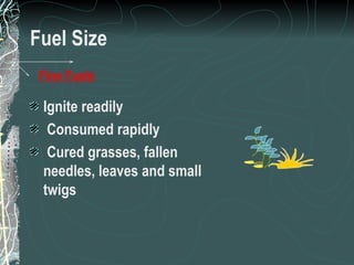 Fuel Size Ignite readily  Consumed rapidly  Cured grasses, fallen needles, leaves and small twigs Fine Fuels 