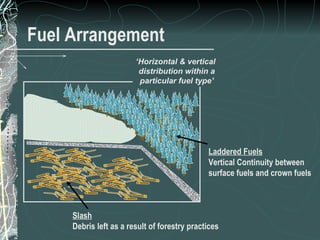 Fuel Arrangement Spread! ‘ Horizontal & vertical  distribution within a particular fuel type’ 11 of 31 Low Complexity Prescribed Burn Worker Laddered Fuels Vertical Continuity between surface fuels and crown fuels Slash Debris left as a result of forestry practices 