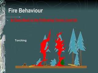 Fire Behaviour Torching Is Described in the Following Terms  (cont’d) : 