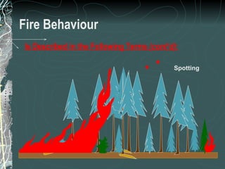 Fire Behaviour Is Described in the Following Terms  (cont’d) : Spotting 