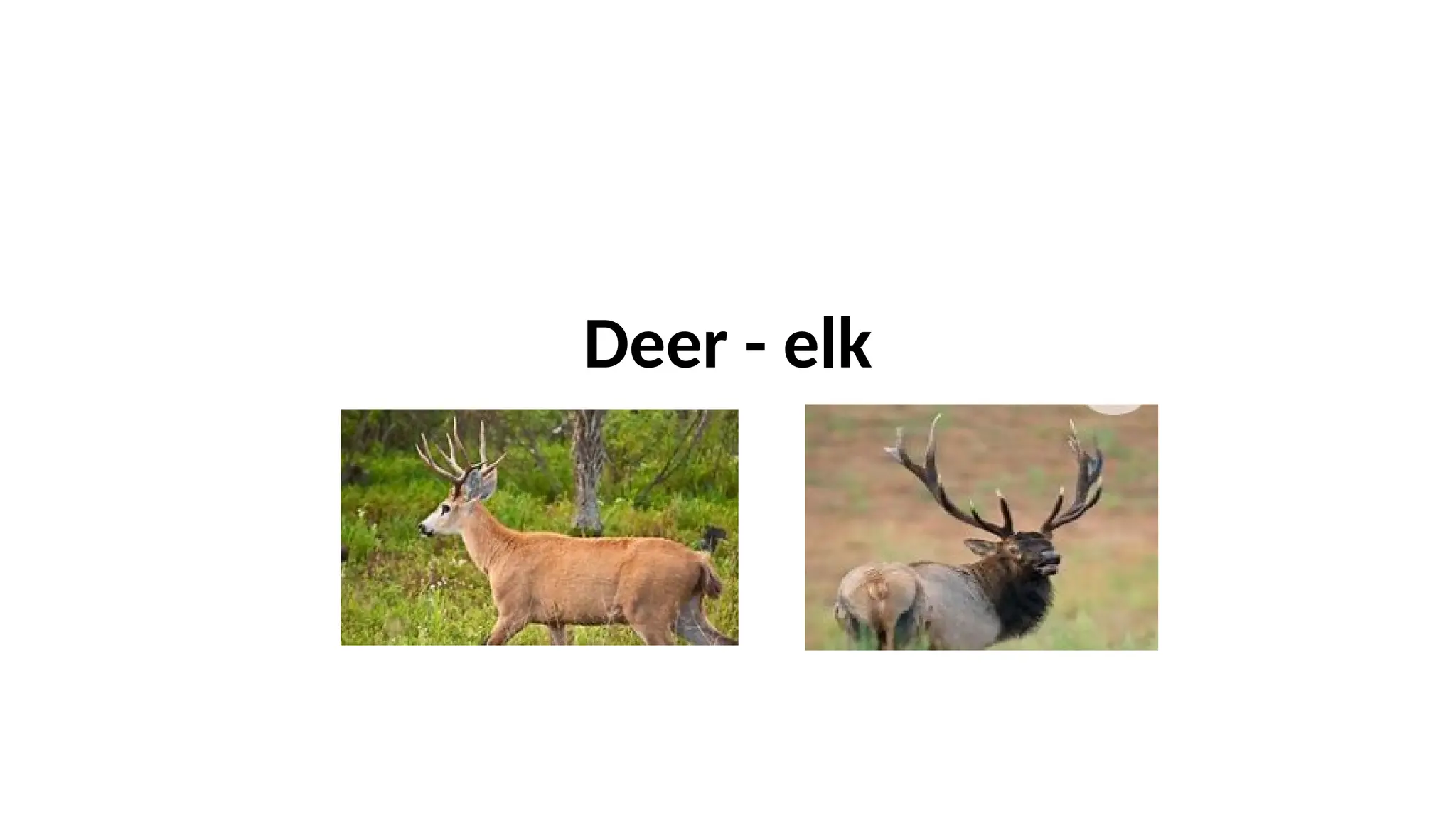 Deer - elk
 