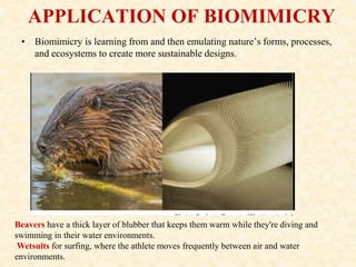 APPLICATION OF BIOMIMICRY
• Biomimicry is learning from and then emulating nature’s forms, processes,
and ecosystems to create more sustainable designs.
Beavers have a thick layer of blubber that keeps them warm while they're diving and
swimming in their water environments.
Wetsuits for surfing, where the athlete moves frequently between air and water
environments.
 