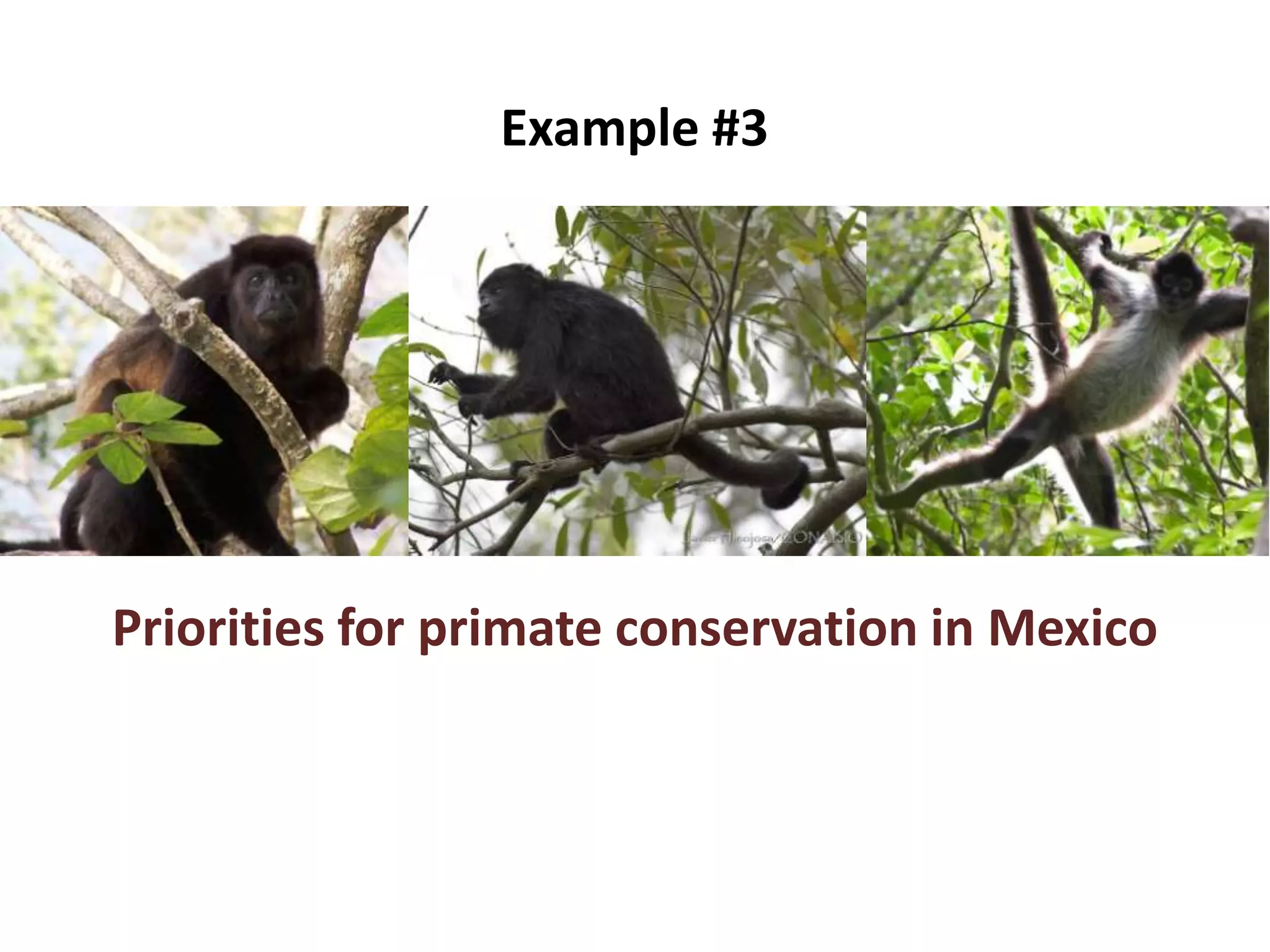 Priorities for primate conservation in Mexico
Example #3
 