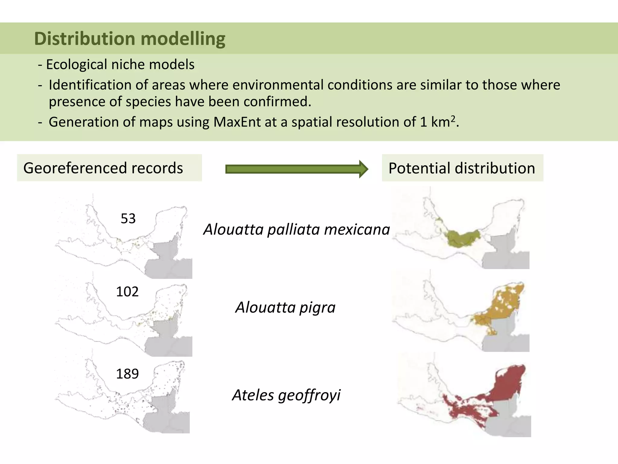 - Ecological niche models
- Identification of areas where environmental conditions are similar to those where
presence of species have been confirmed.
- Generation of maps using MaxEnt at a spatial resolution of 1 km2.
Distribution modelling
Georeferenced records Potential distribution
Alouatta palliata mexicana
Ateles geoffroyi
Alouatta pigra
53
102
189
 
