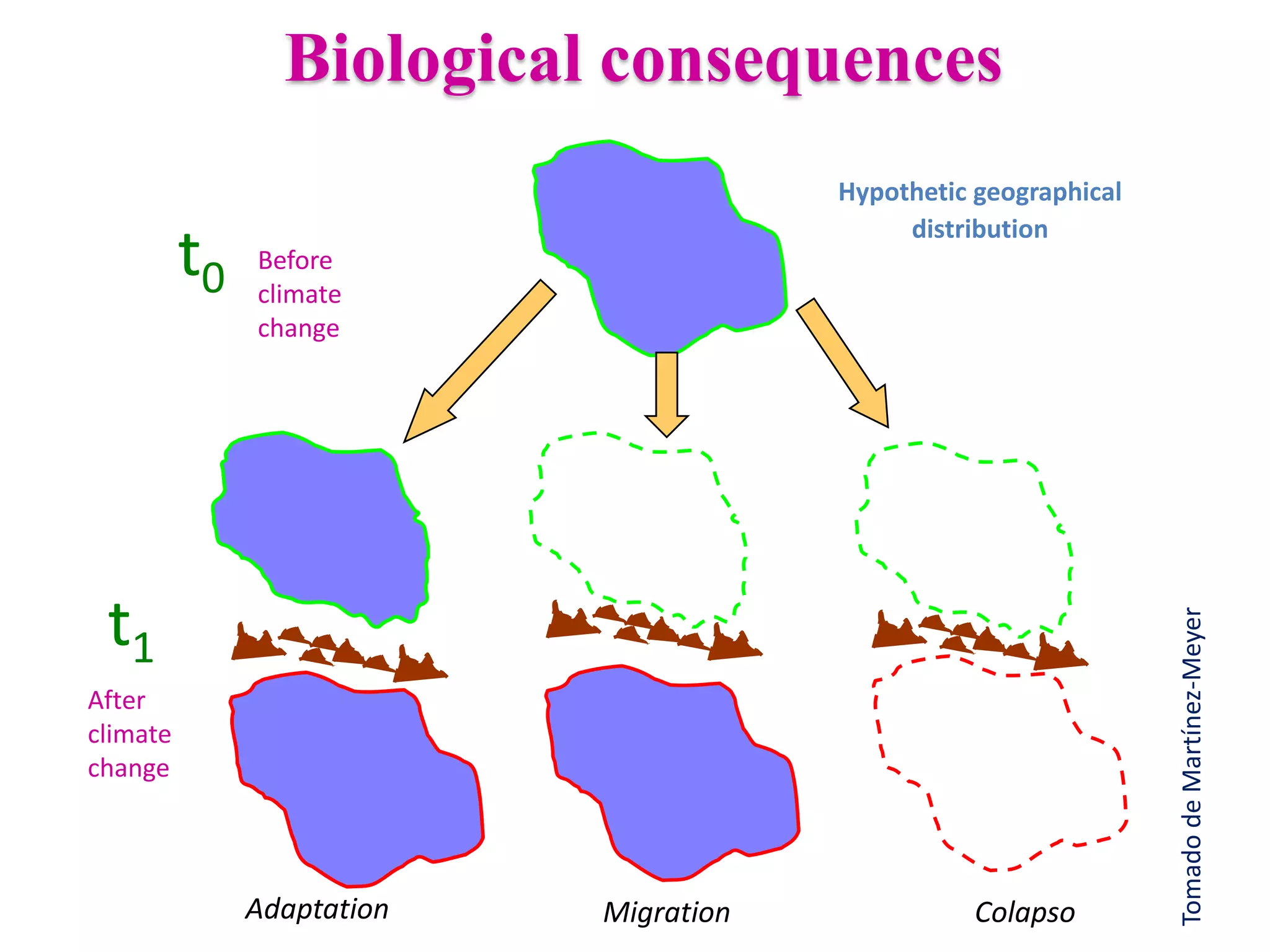 ColapsoMigrationAdaptation
t0
t1
Before
climate
change
Hypothetic geographical
distribution
TomadodeMartínez-Meyer
Biological consequences
After
climate
change
 