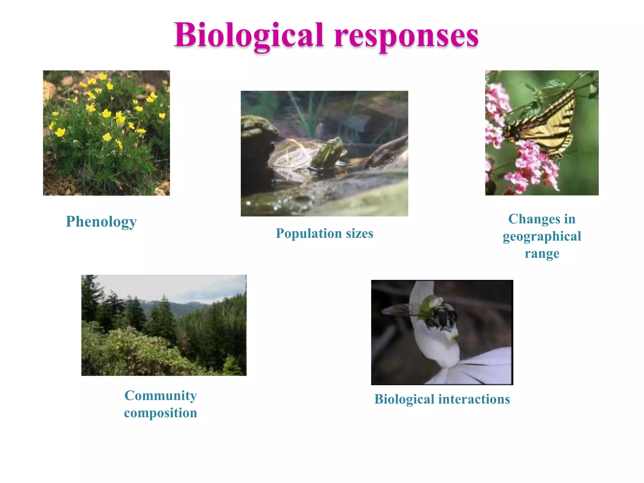 Phenology
Population sizes
Changes in
geographical
range
Biological responses
Community
composition
Biological interactions
 