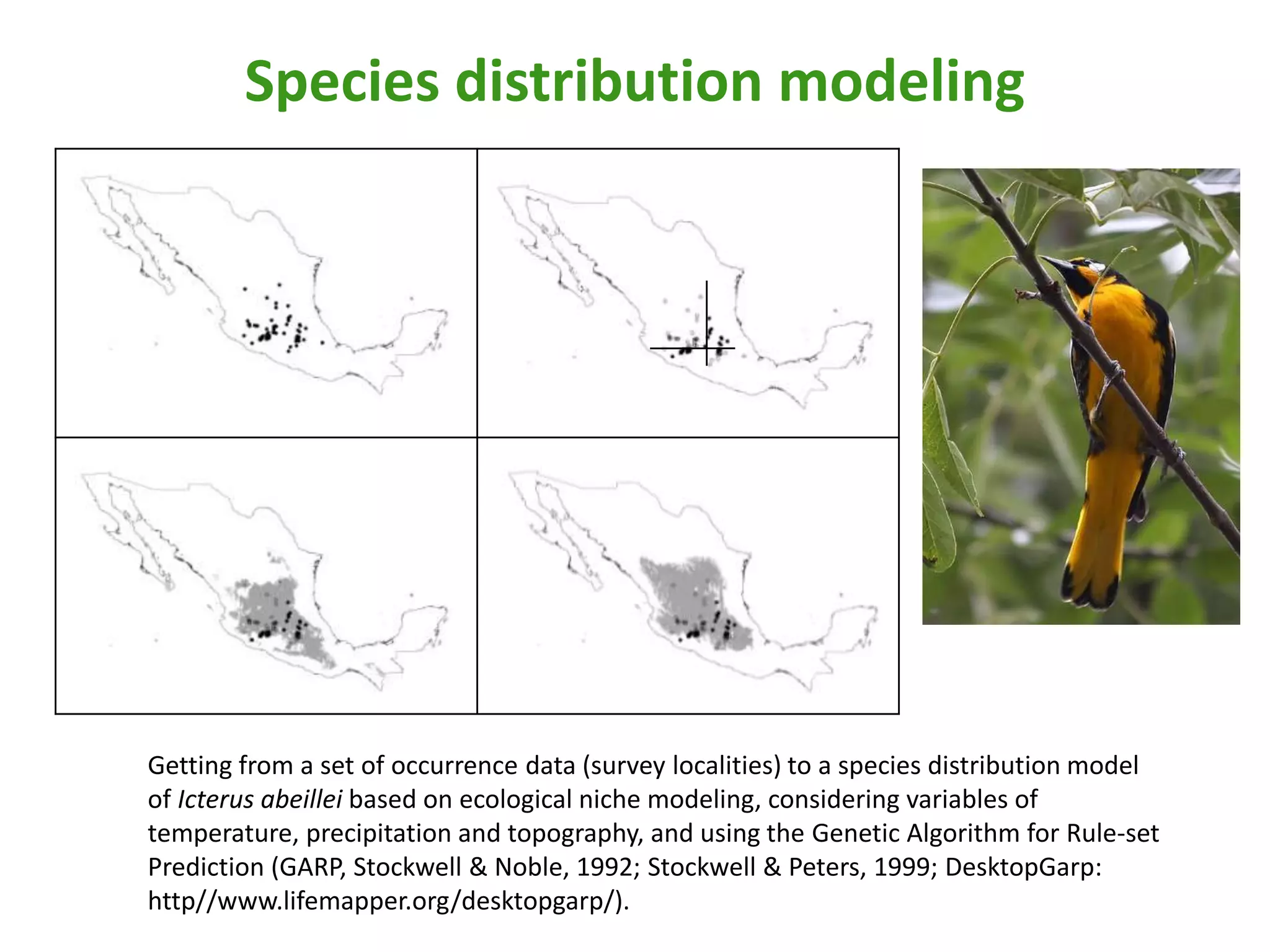 Getting from a set of occurrence data (survey localities) to a species distribution model
of Icterus abeillei based on ecological niche modeling, considering variables of
temperature, precipitation and topography, and using the Genetic Algorithm for Rule-set
Prediction (GARP, Stockwell & Noble, 1992; Stockwell & Peters, 1999; DesktopGarp:
http//www.lifemapper.org/desktopgarp/).
Species distribution modeling
 