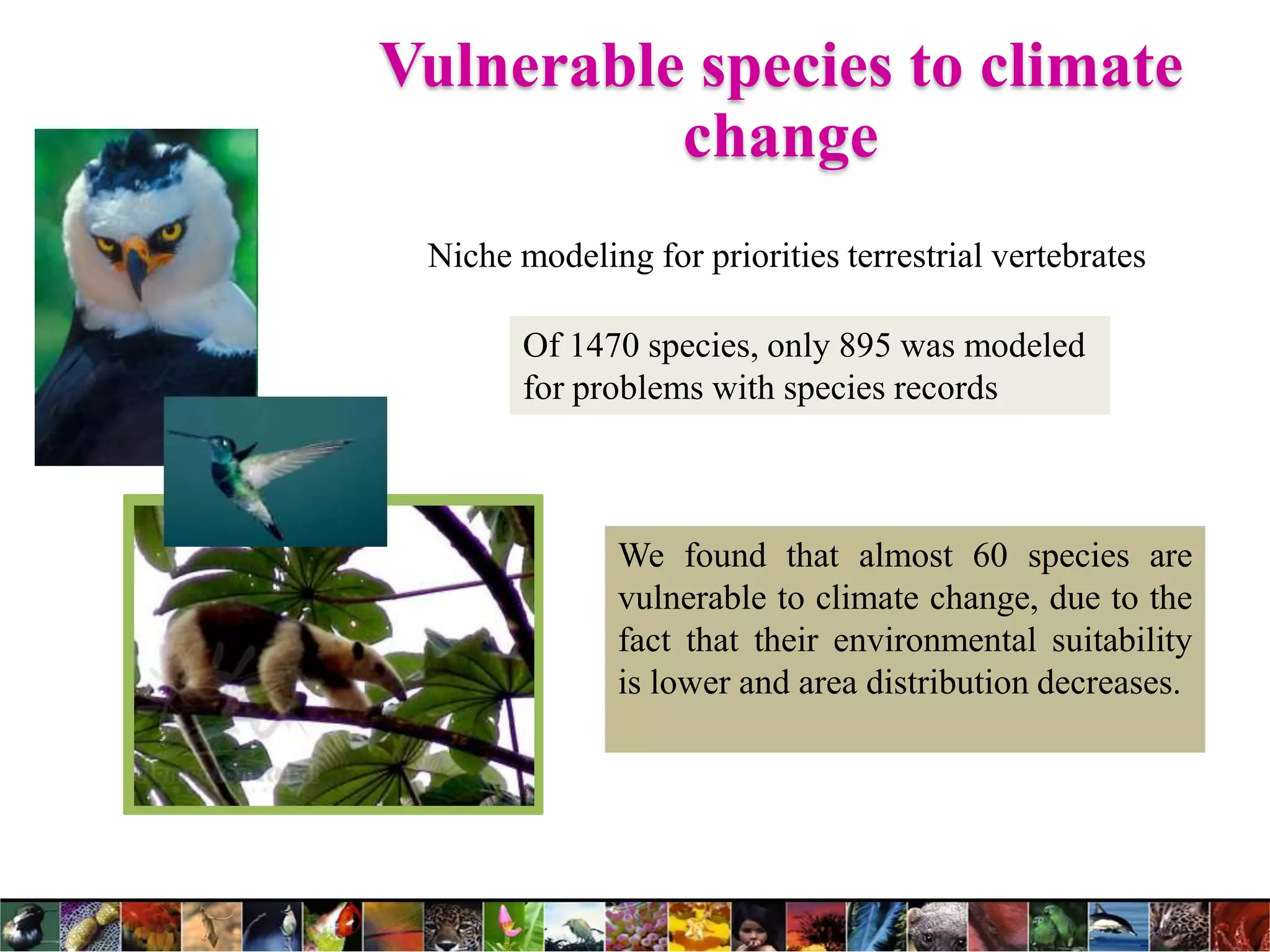 Vulnerable species to climate
change
Niche modeling for priorities terrestrial vertebrates
Of 1470 species, only 895 was modeled
for problems with species records
We found that almost 60 species are
vulnerable to climate change, due to the
fact that their environmental suitability
is lower and area distribution decreases.
 