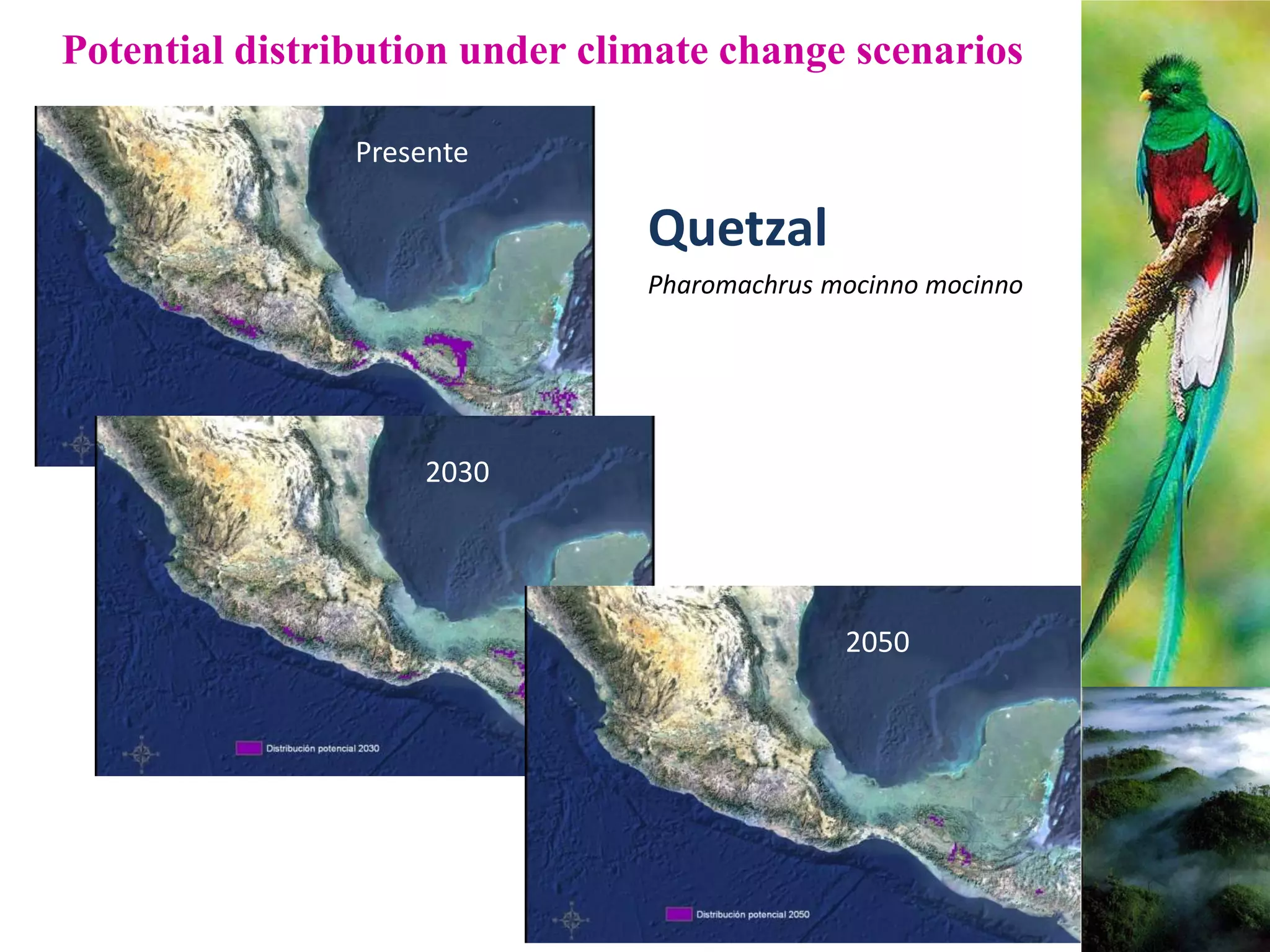 Potential distribution under climate change scenarios
Quetzal
Pharomachrus mocinno mocinno
Presente
2030
2050
 