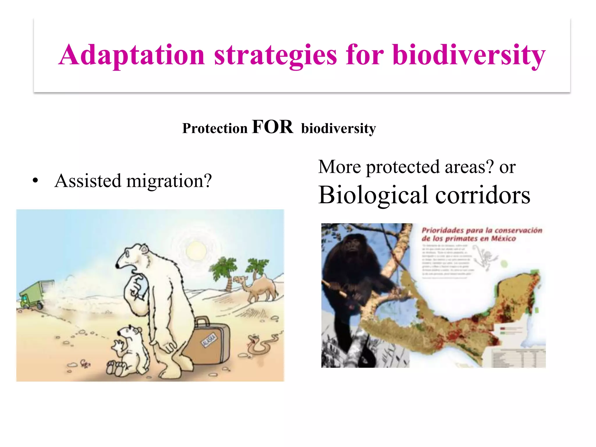 • Assisted migration?
Adaptation strategies for biodiversity
More protected areas? or
Biological corridors
Protection FOR biodiversity
 