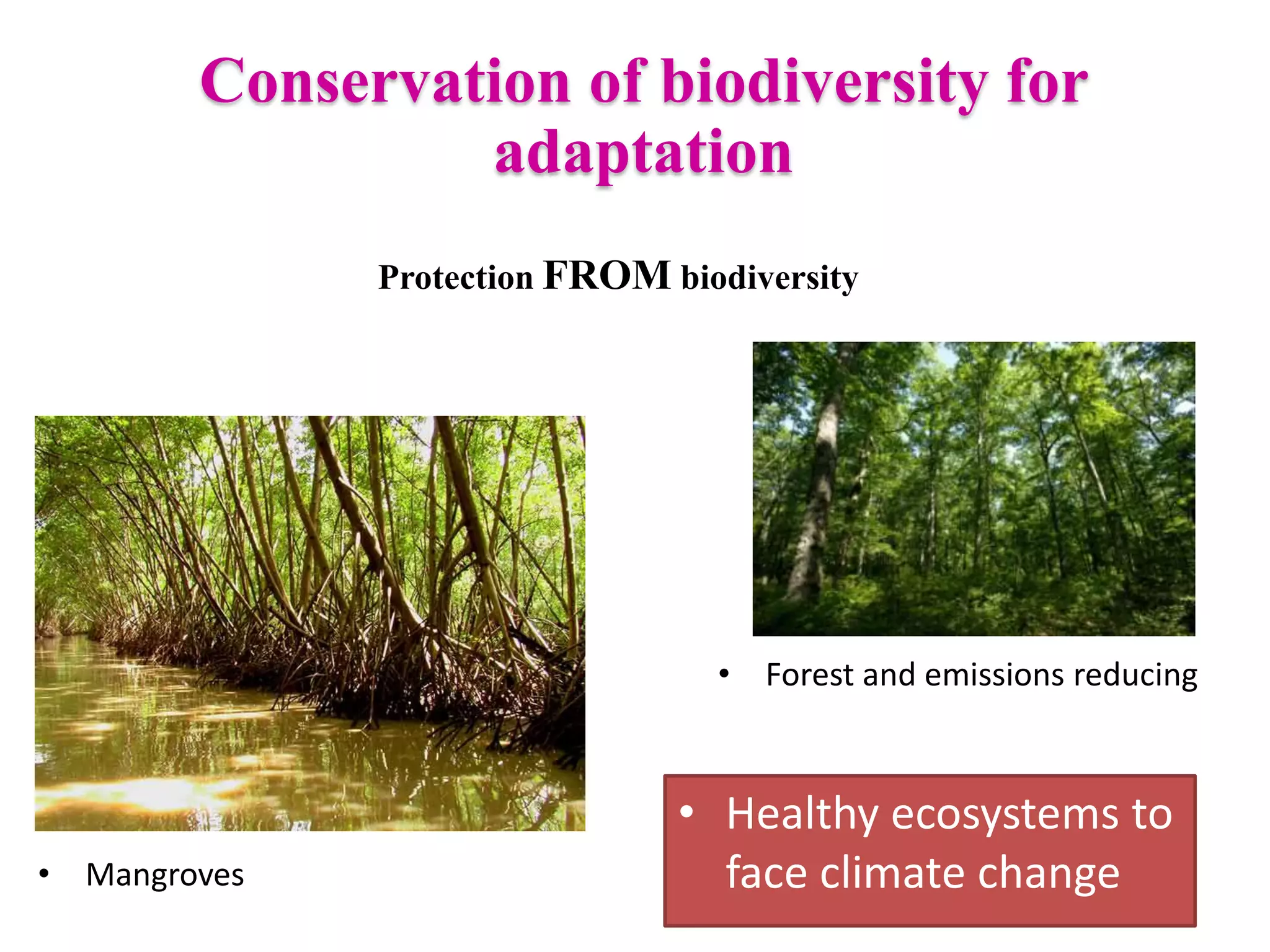 Protection FROM biodiversity
• Forest and emissions reducing
Conservation of biodiversity for
adaptation
• Mangroves
• Healthy ecosystems to
face climate change
 