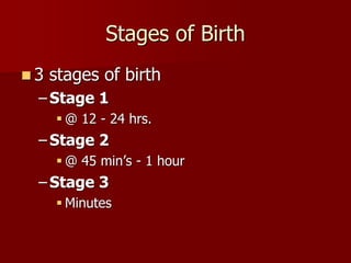 Stages of Birth
 3 stages of birth
– Stage 1
 @ 12 - 24 hrs.
– Stage 2
 @ 45 min’s - 1 hour
– Stage 3
 Minutes
 