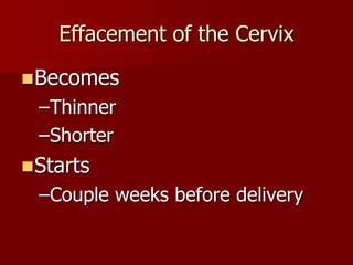 Effacement of the Cervix
Becomes
–Thinner
–Shorter
Starts
–Couple weeks before delivery
 