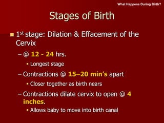 Stages of Birth
 1st stage: Dilation & Effacement of the
Cervix
– @ 12 - 24 hrs.
 Longest stage
– Contractions @ 15–20 min’s apart
 Closer together as birth nears
– Contractions dilate cervix to open @ 4
inches.
 Allows baby to move into birth canal
What Happens During Birth?
 