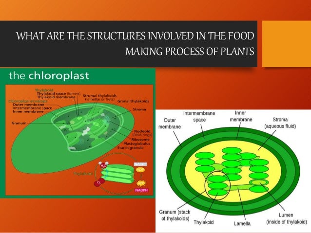 Structures Involved In Food Making Process In Plants Structures Involved In Food Making Process In Plants