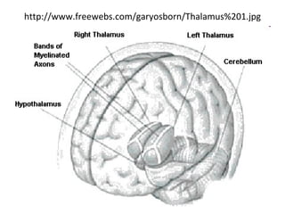 http://www.freewebs.com/garyosborn/Thalamus%201.jpg 